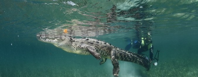 arcipelago de la reina 11 crocodrile-posing