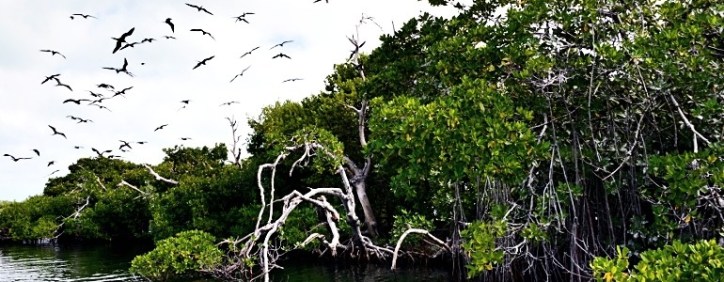 arcipelago de la reina 12 mangrove-forest