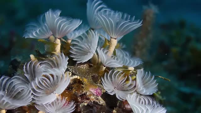 arcipelago de la reina 15 coral_reefs-640