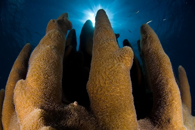 arcipelago de la reina coral reef 10