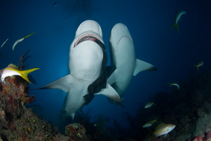 arcipelago de la reina - squali 8