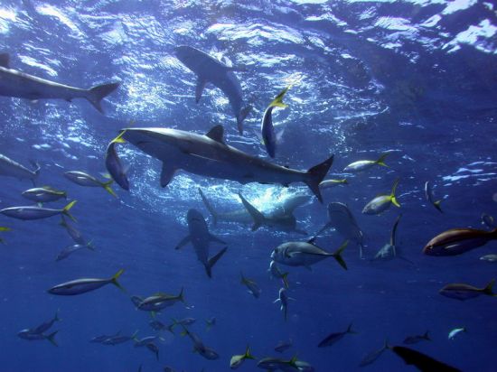 arcipelago-giardini-della-regina 7-crociera-ai-giardini-della-regina-4-stelle-a89a