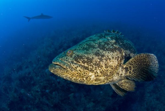 arcipelago it-giardini-della-regina 9avana-crociera-ai-giardini-della-regina-3a6ad