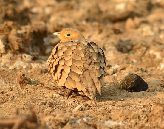 desert-coursers-camp