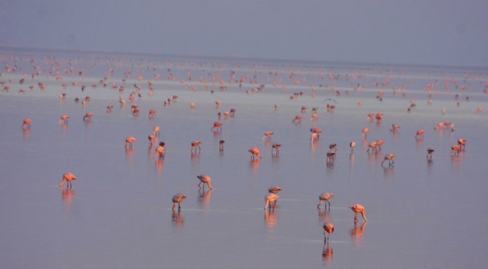 flamingos rann_of_kutch