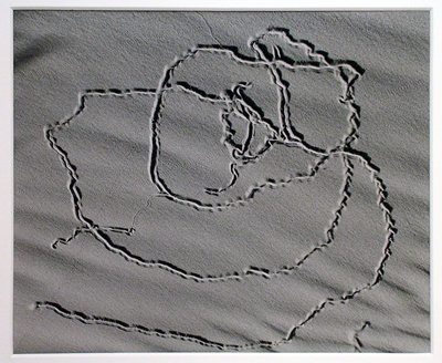 Tracks_in_sand