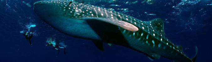 whale_shark_58175_431779